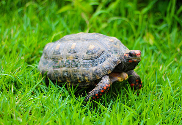 Close-up of tortoise on field