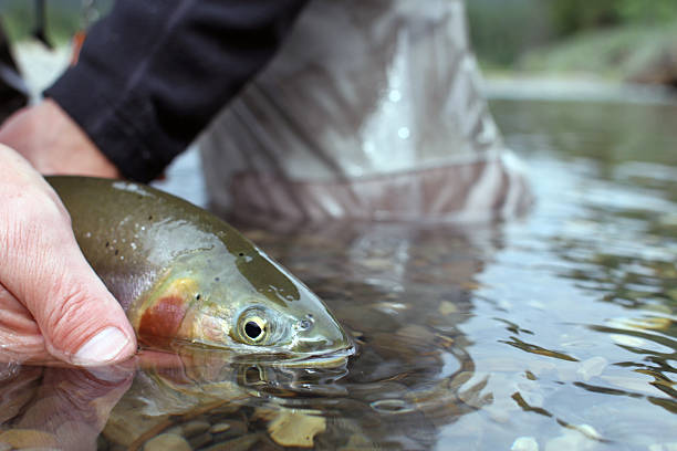 istock Fly Angler Releasing Cutthroat Trout 2210799335
