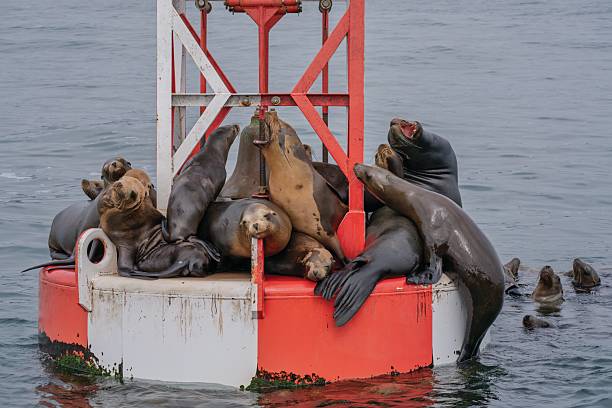 Sea lions on a buoy off the coast of Southern California