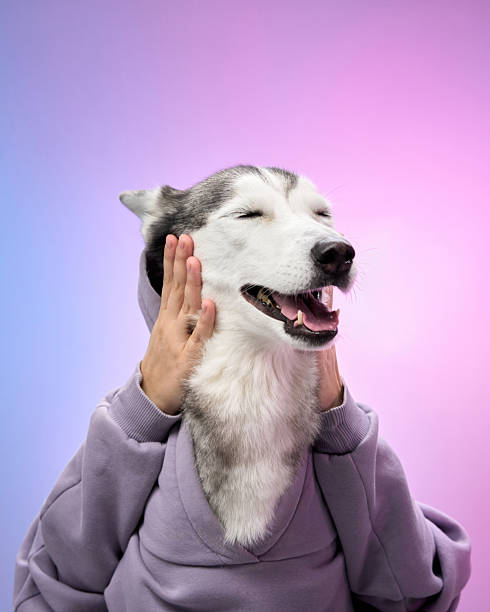 istock Smiling Husky in purple hoodie with folded paws 2210800049