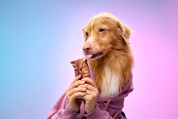istock Nova Scotia retriever with bone treat 2210800066