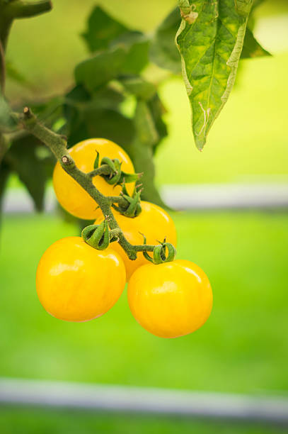 istock Yellow tomato plant growing in a garden. 2210800150