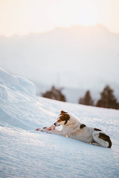 Little cute dog eats a huge bone with meat in the mountain.