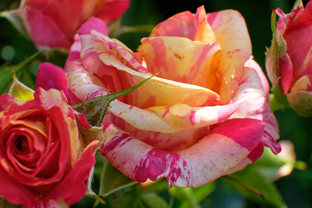 A delicate pink rose in bloom alongside a rosebud, photographed against a soft, minimal background. The image highlights natural beauty, freshness, and gentle color tones, making it ideal for themes of romance, love, nature, growth, spring, and floral elegance. Suitable for backgrounds, greeting cards, wellness, and lifestyle concepts.