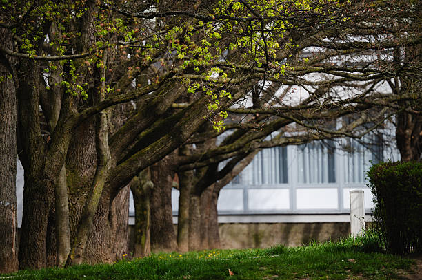 istock Spring trees with new leaves near building 2210800655