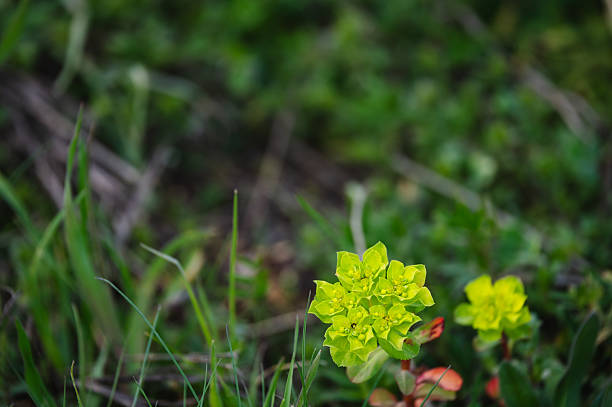 Vibrant green euphorbia blossoms stand out against a dark natural background, creating a striking contrast. The unique radial shape and clustered petals of the flowers are highlighted by the soft, natural light. This image captures the bold and geometric beauty of early spring flora.