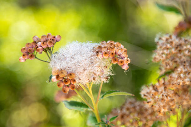 Close up of Sweetscent flower