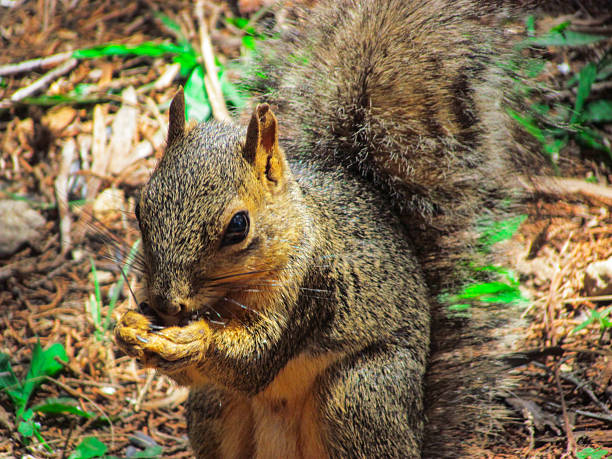 Squirrel with long tail draped over branch looking down from tree branch.