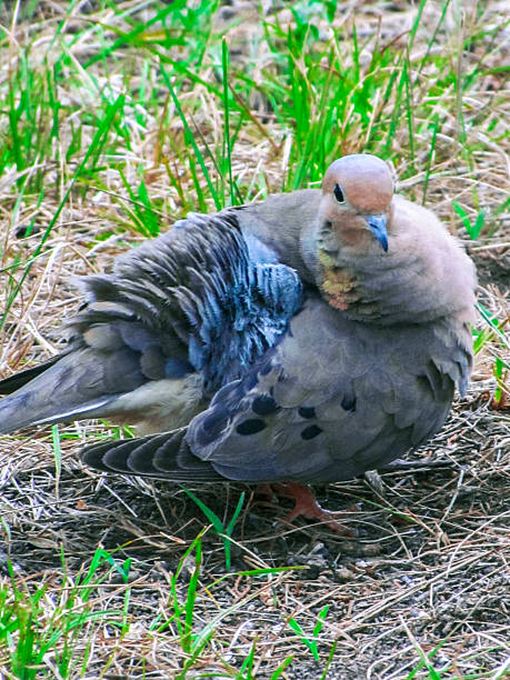 istock Pigeion With Blue Feathers And A Blue Beak On The Ground 2210807626