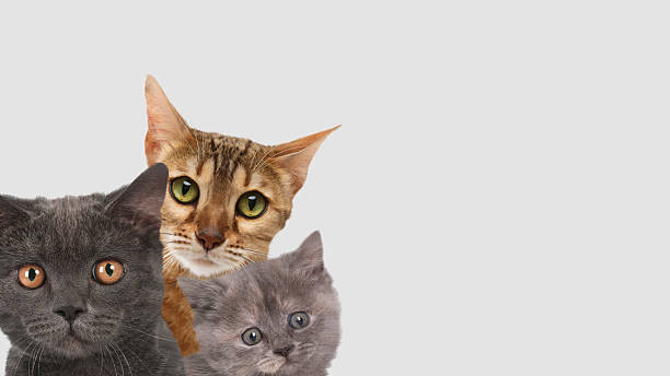 istock Cute cats on light grey background, banner design with space for text. Lovely pets 2210808111