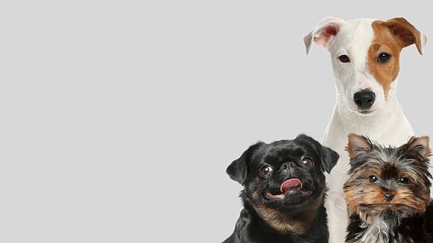 istock Adorable dogs on light grey background. Banner design with space for text 2210808119