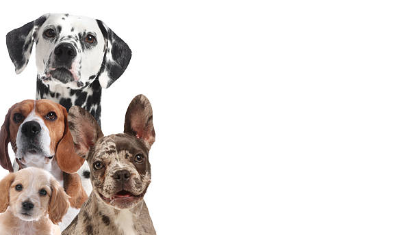 istock Adorable dogs on white background. Banner design with space for text 2210808126