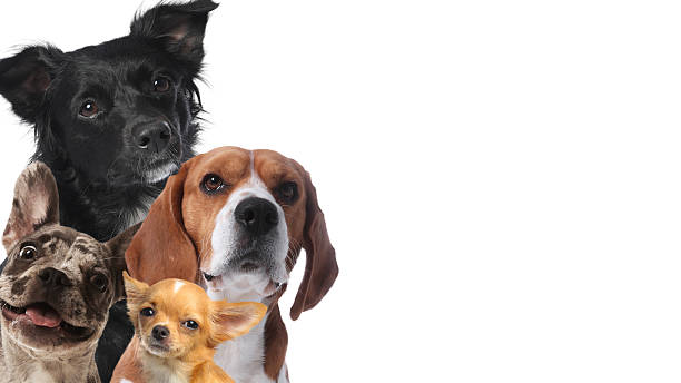 istock Adorable dogs on white background. Banner design with space for text 2210808129