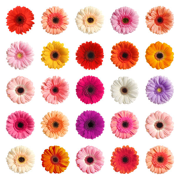 istock Many beautiful gerbera flowers isolated on white, set 2210808142