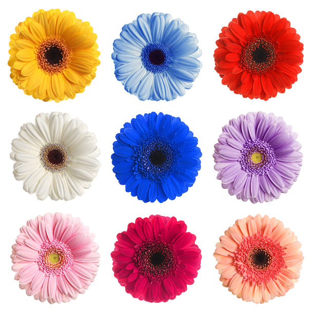 istock Many beautiful gerbera flowers isolated on white, set 2210808163