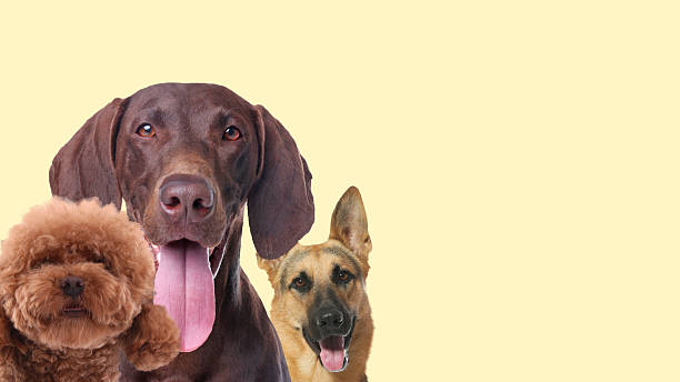 istock Adorable dogs on beige background. Banner design with space for text 2210808166