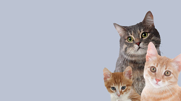 Cute cats on light grey background, banner design with space for text. Lovely pets