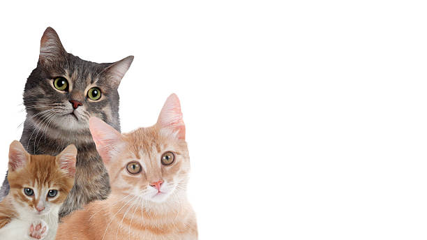 istock Cute cats on white background, banner design with space for text. Lovely pets 2210808178