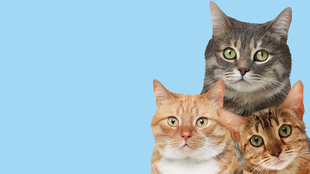 istock Cute cats on on light blue background, banner design with space for text. Lovely pets 2210808195