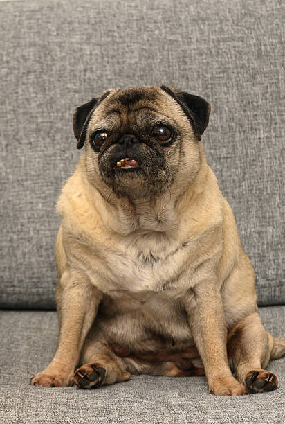 istock Pug lounging comfortably on a cozy gray sofa while displaying an endearing expression in the afternoon light 2210809040