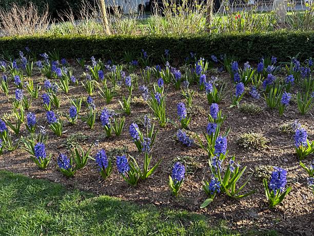 istock Field of Purple Hyacinths 2210809593