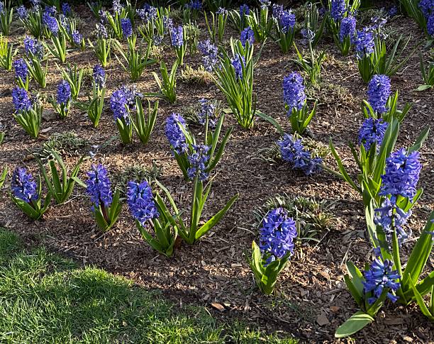 istock Blooming Purple Hyacinths 2210810148