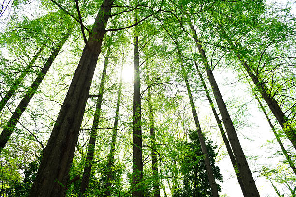Low angle view of Redwood Metasequoia Tree in springtime.