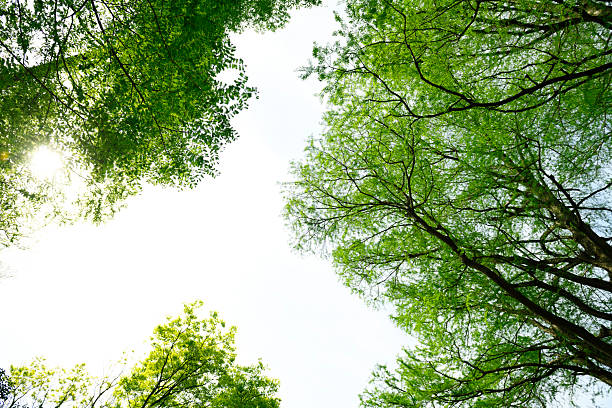 Low angle view of Looking up at natural frame of tree with fresh green leaves in springtime.