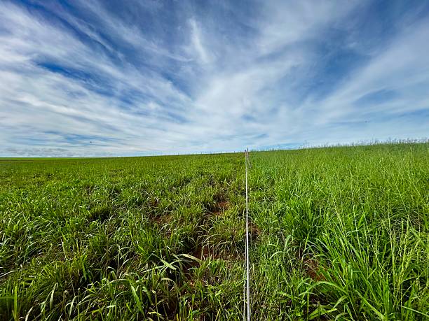 istock Pre and Pos grazing on high intensive grass system project. Livestock ranch pasture on Flowering process of grass plant. 2210811497