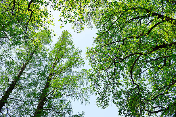 Low angle view of Looking up at natural frame of tree with fresh green leaves in springtime.