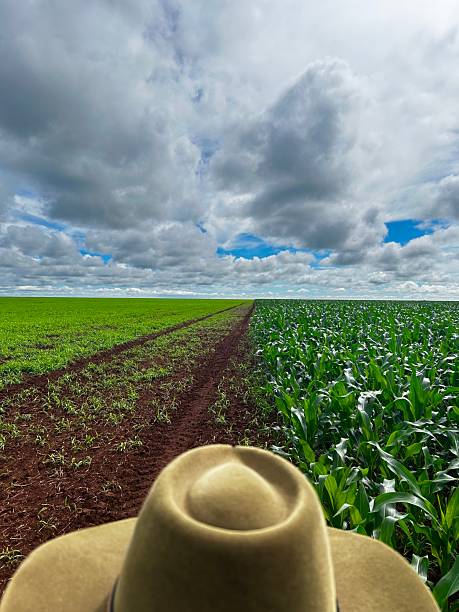 istock corn plantation and grass fields on tropical no-tillage system integrated. Rotational crop field 2210811514