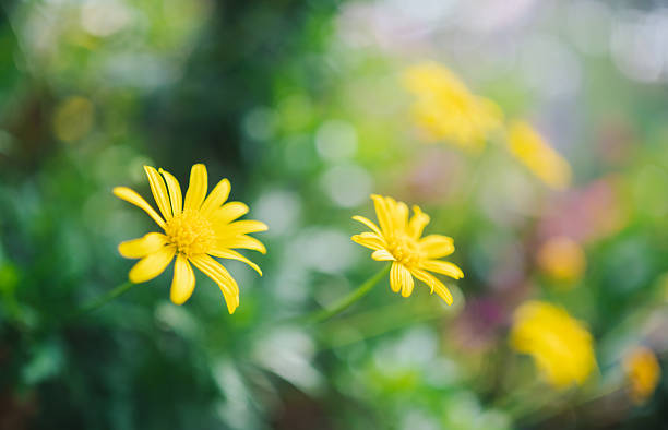 beautiful yellow flower wallpaper. Glebionis segetum in summer breeze. Roadside flowers. yellow flower background.