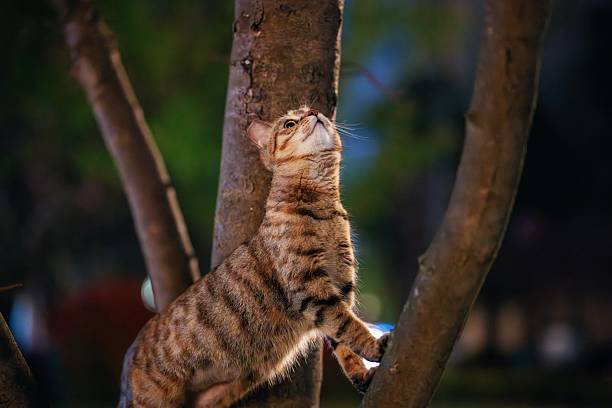 istock At night, an orange tabby cat rests its front paw on a tree branch, gazing upward 2210813789