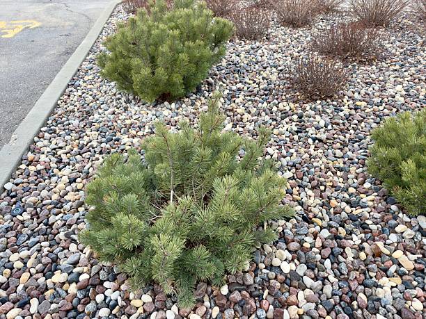 istock coniferous bush on a background of pebbles 2210817504