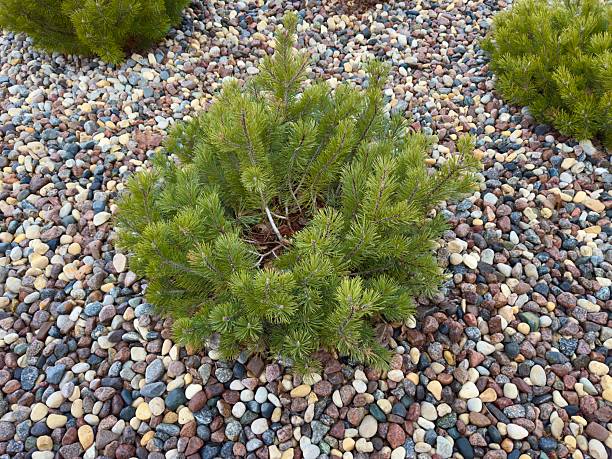 istock coniferous bush on a background of pebbles 2210817513