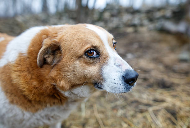 istock A brown and white dog with a sad expression 2210817948