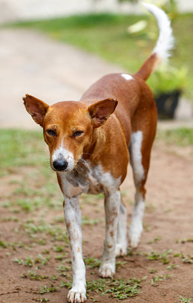 istock A brown and white dog is standing on a dirt road 2210818652