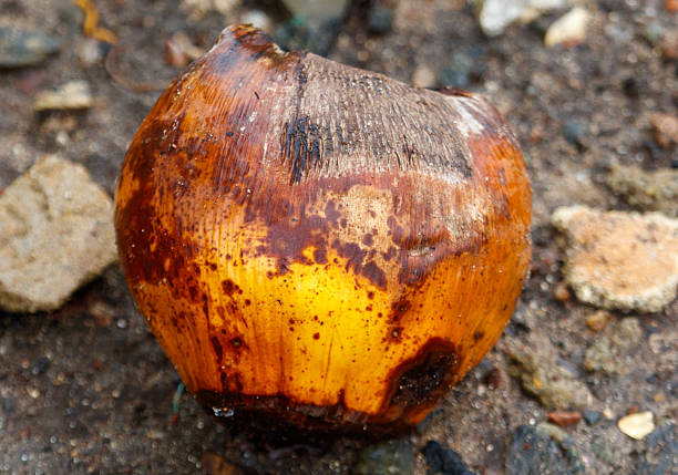 A brown and yellow fruit with a brown spot on it. The fruit is on a rocky surface