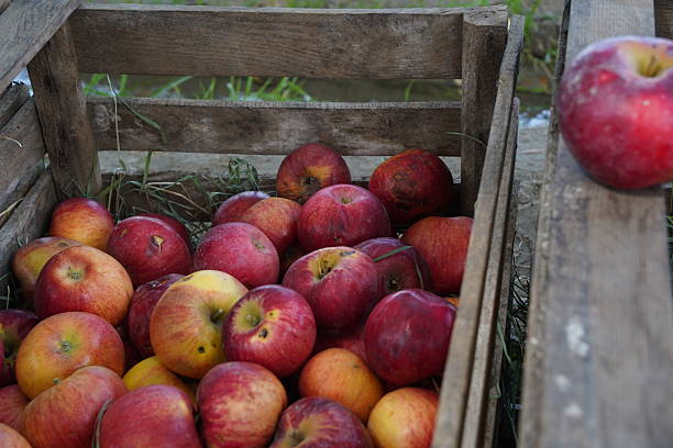 istock A large apple orchard. Harvest time. 2210820019