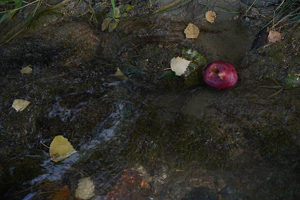 A large apple orchard. Harvest time.