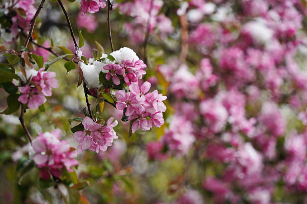 istock Fresh flowers are covered with a large layer of snow. 2210821879