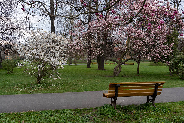 istock Spring park with blooming white and pink trees next to a walking path and a wooden bench. 2210822453