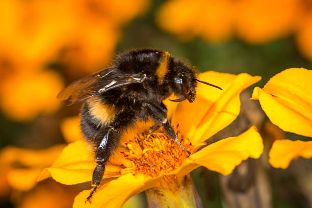 istock close up of a bumble bee collecting nectar from a flower 2210822570