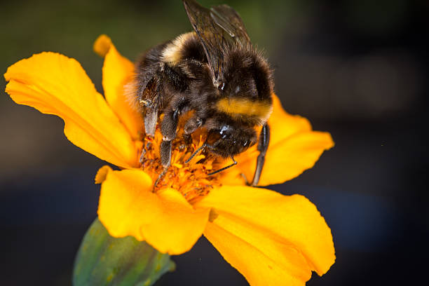 istock close up of a bumble bee collecting nectar from a flower 2210822898