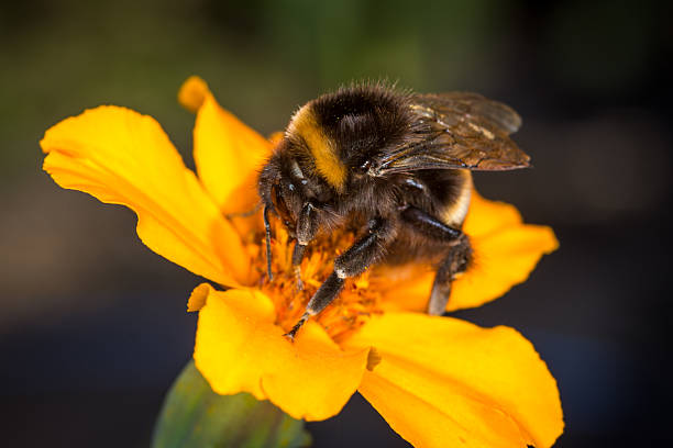 istock close up of a bumble bee collecting nectar from a flower 2210822944