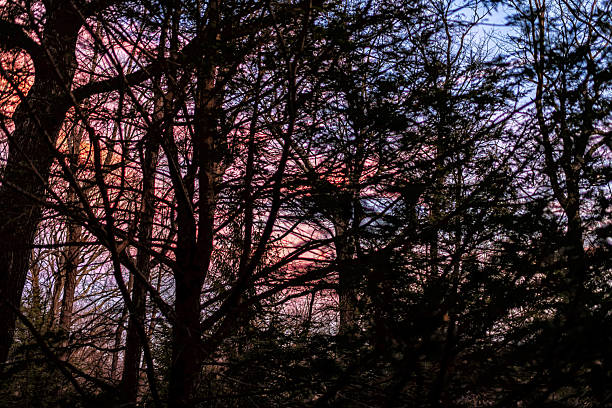Sunset forest landscape view through woods tree branches in Wintergreen Resort, Virginia with colorful cloudy dramatic sky