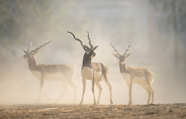 istock Three blackbuck deer, characterized by their unique, ornate antlers, stand amidst a light haze or dust. 2210824190