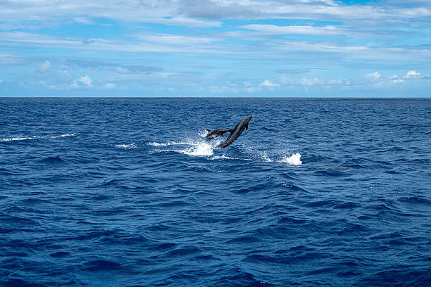 istock Dolphins jumping near Tahuata, Marquesas Islands, French Polynesia, Pacific Ocean 2210826103