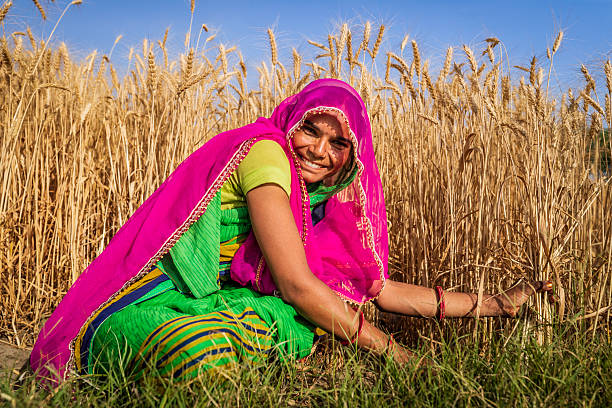 istock Young Indian woman cutting a wheat, India. 2210826206