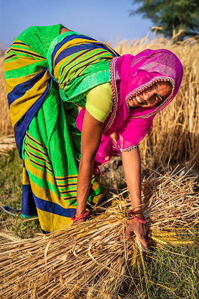 istock Indian woman collecting a wheat, India. 2210826258